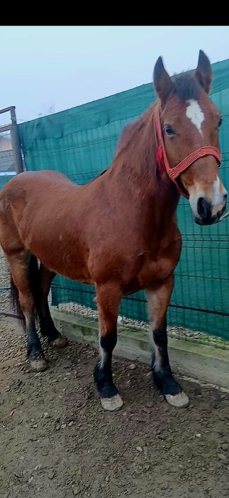 Iapa de vânzare de 6 ani