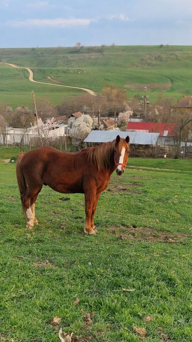 Vând cal foarte cuminte