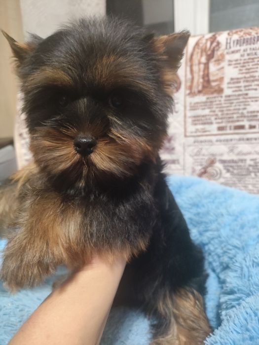 Йоркширский терьер