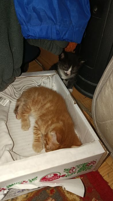 Отдам котят в хорошие руки