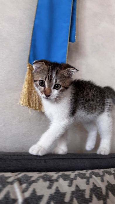 Шотлански и Британес котят