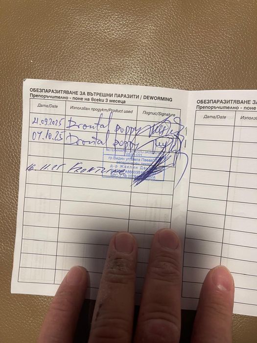 Продавам Женски Мини Пинчер на 7-месеца !