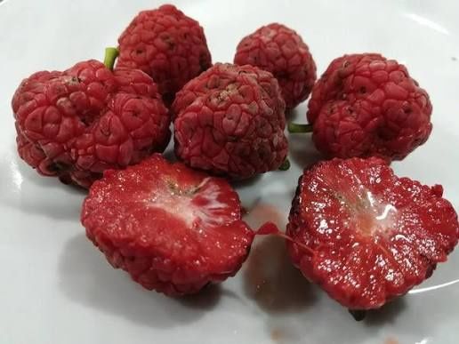 Payvand qilingan Kudraniya (Qulupnay daraxti) ko‘chatlari — 5 nav