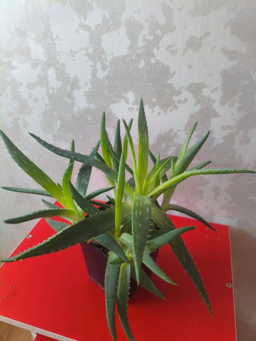 Продам Алой Вера