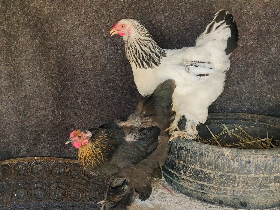 Брама тауыктар сатылады