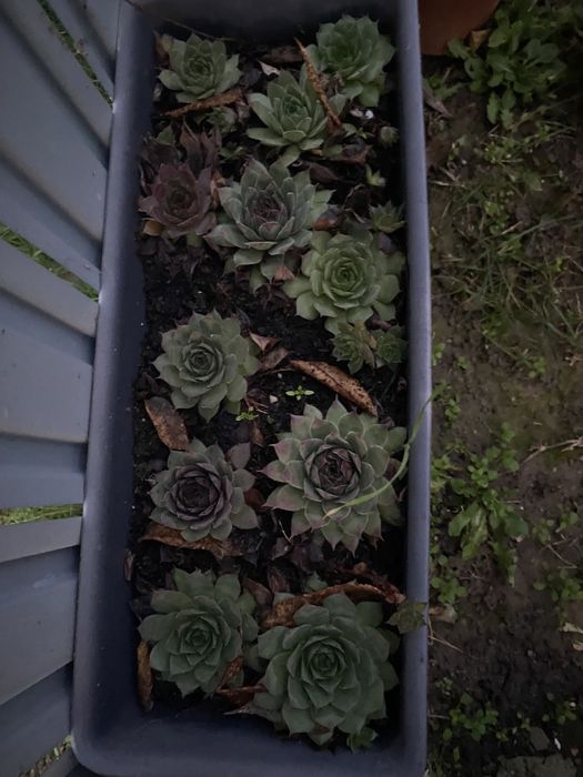 40 plante suculente cu ghiveci