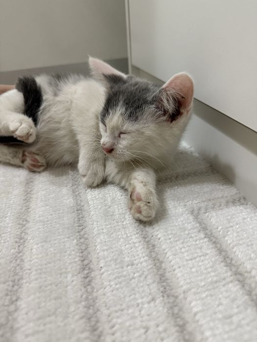 Отдам котенка в добрые руки!