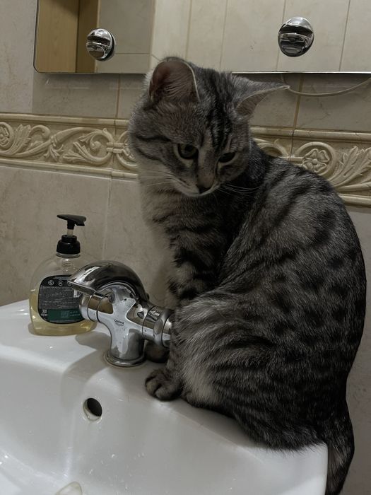 Кошка отдам в хорошие руки
