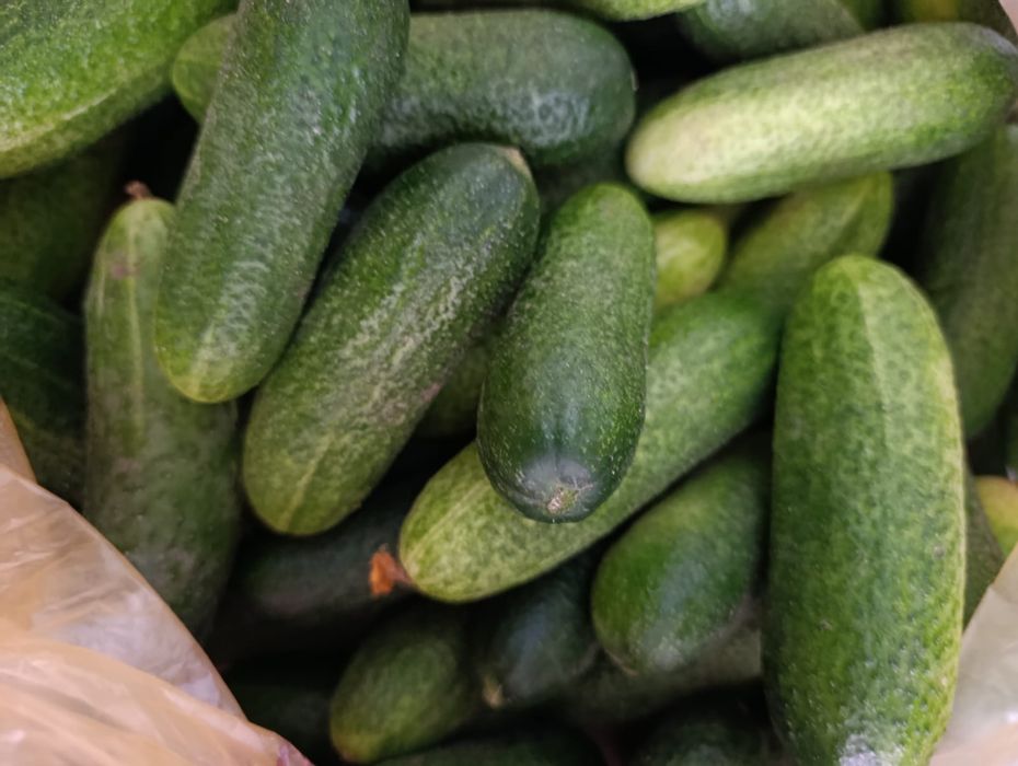 Продам домашние огурцы