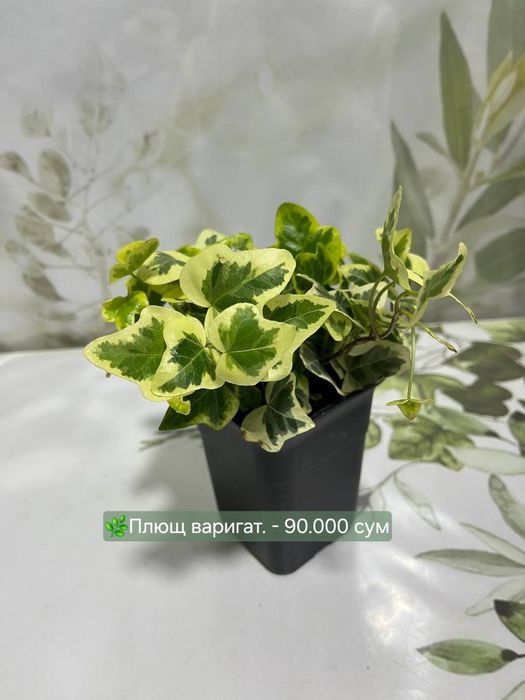 Муррайя, Пеперомия, Пахира и др