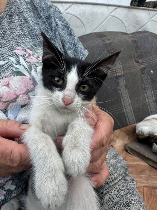 Отдам котенка в добрые руки