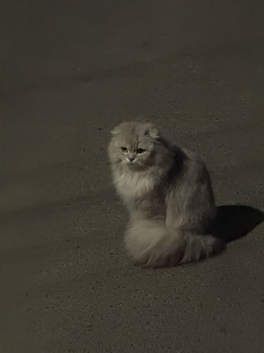 Scottish Fold Longhair