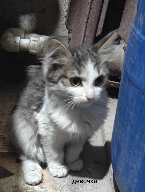 Отдам котят в добрые руки