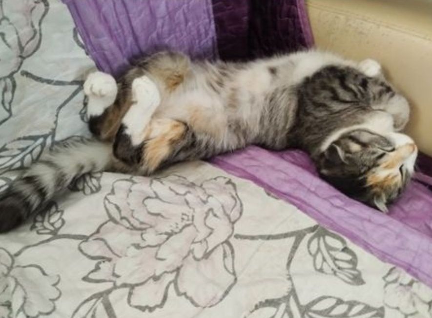 Шатланская кошка (девочка) + С ДОМИКОМ