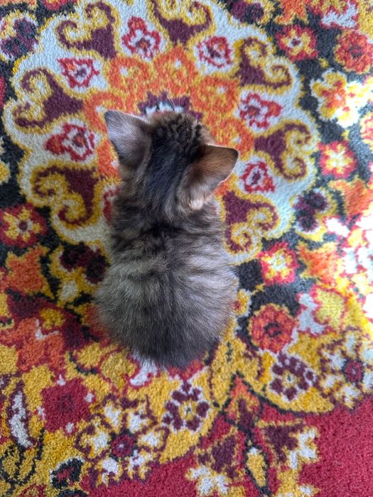 3 котенка, британцы