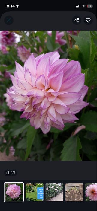 Продам георгины