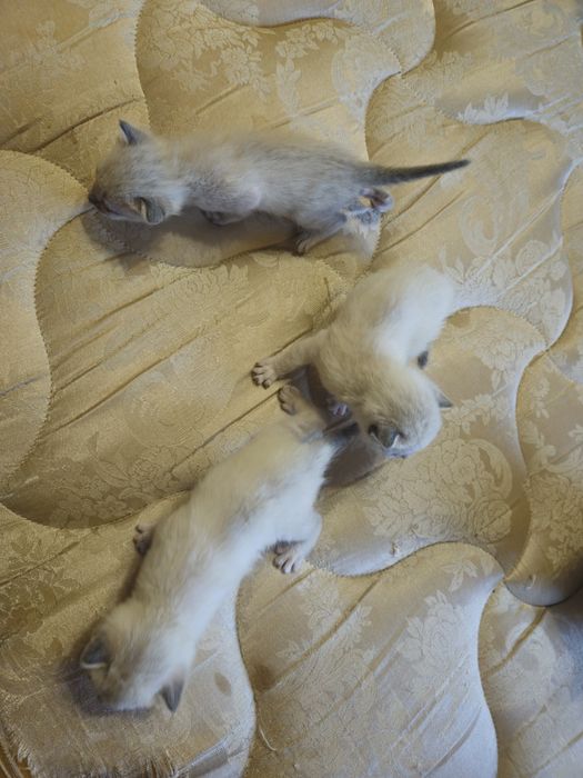 Отдам котят в хорошие руки