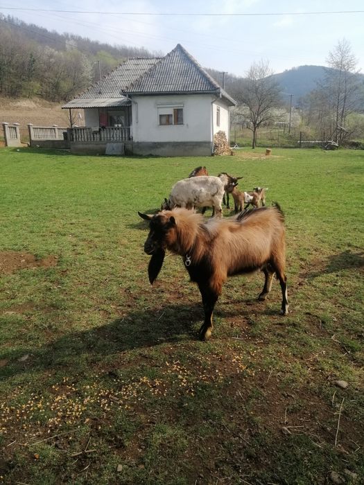 Vând țap alpin francez de doi ani