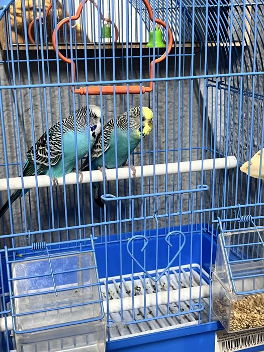 Vând papagali cu cuşca si tot ce se vede in poza