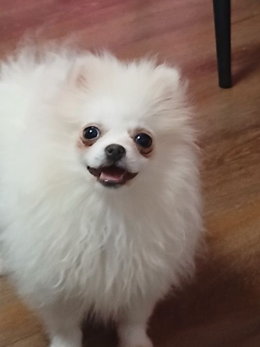 Pomeranian adorabil