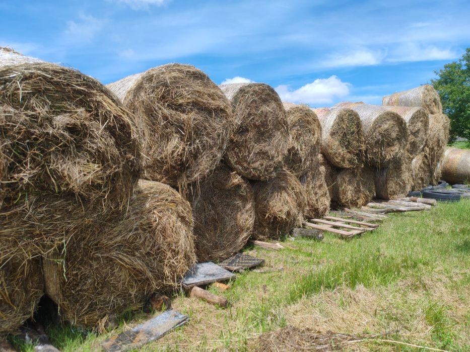 Ролонни бали, първи откос