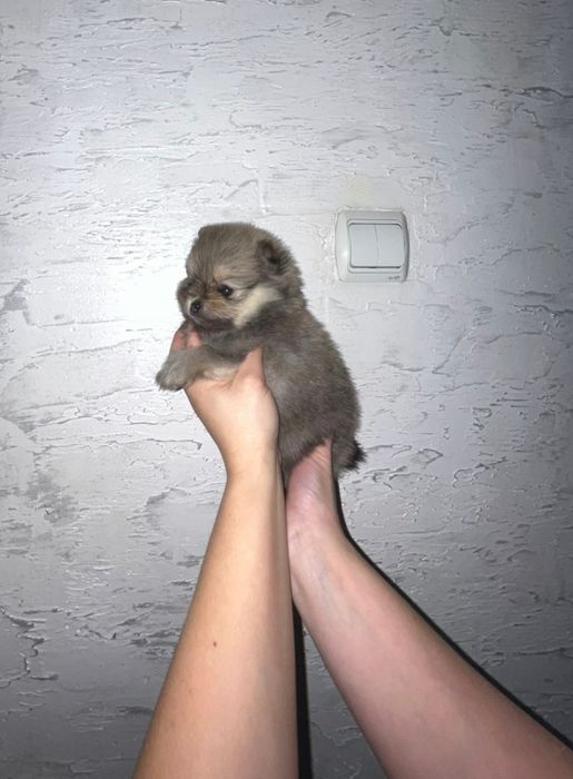 Шпицы малыши-крепыши