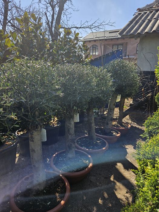 Ponpon spirale bonzai etajate maslin