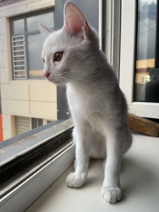 Отдам котенка в добрые руки