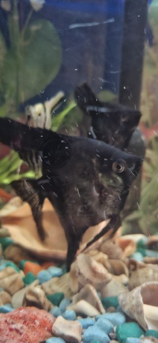 Скалярия продам...