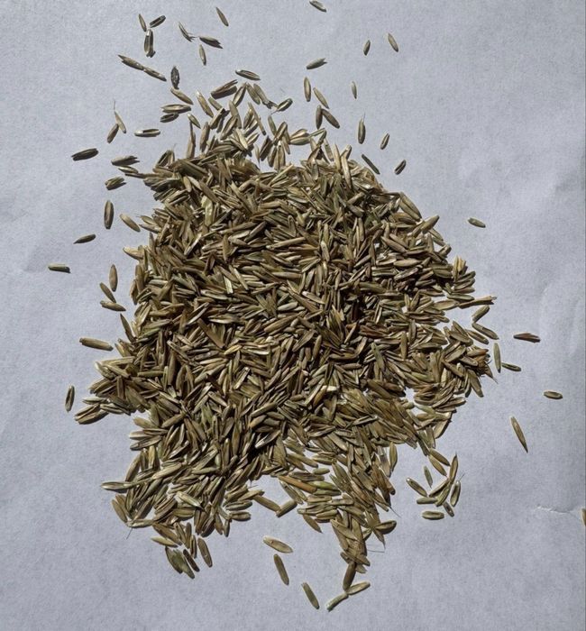 Sămânță iarba de coasa lollium