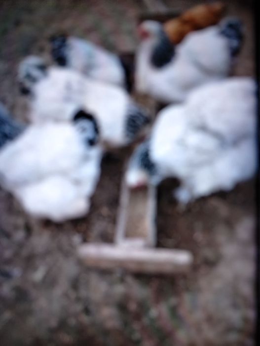 Vind puicuțe de rasă Brahman