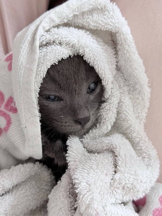 Отдаем в хорошие руки Котенка мальчика