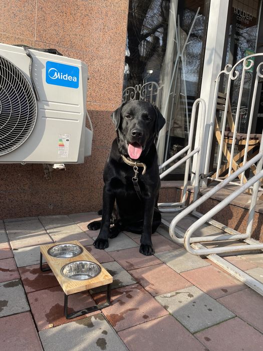 Вязка лабрадор ретривер