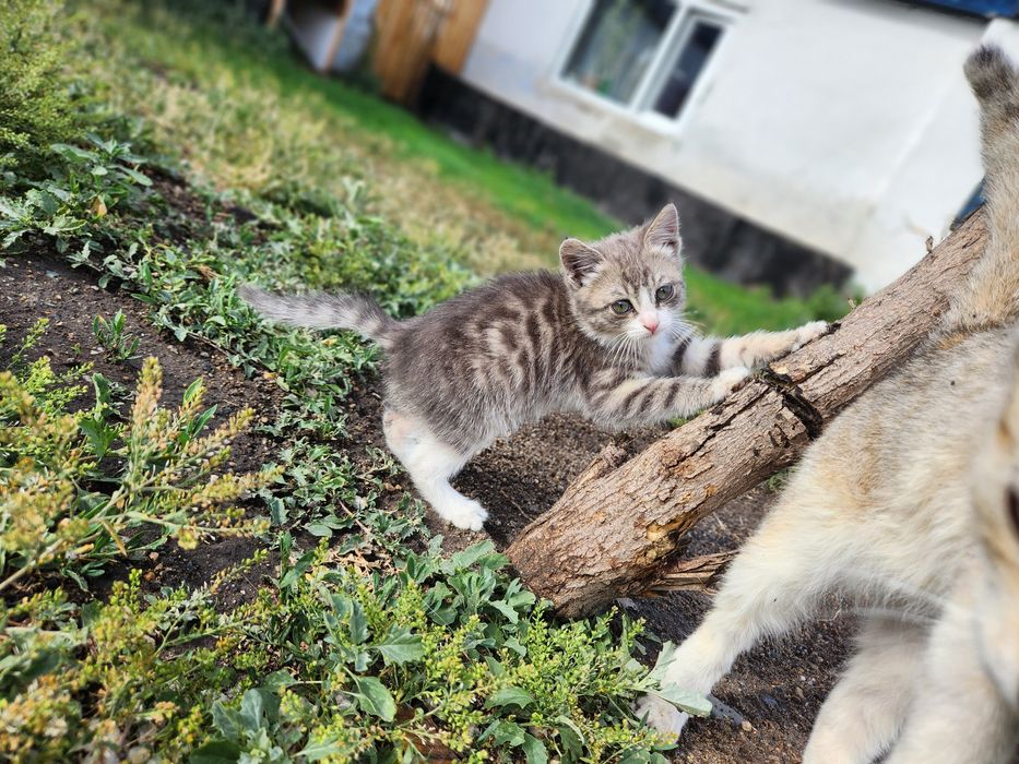 Отдам котёнка в добрые руки