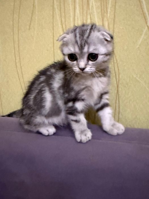Scottish Fold (шотланд вислоухая)