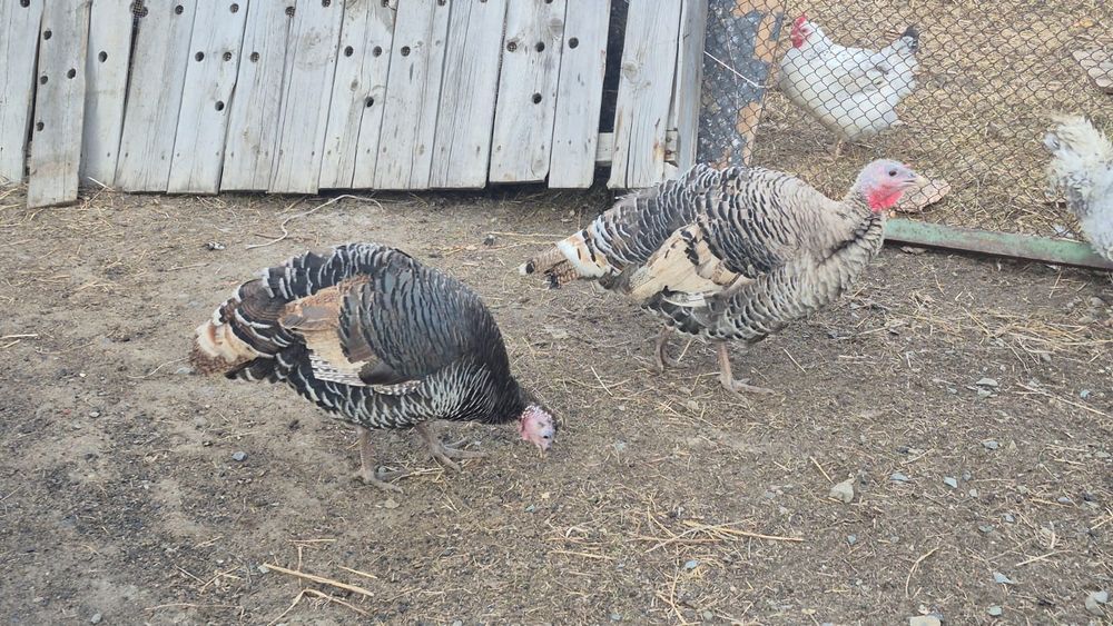 Продам 3 индющк .