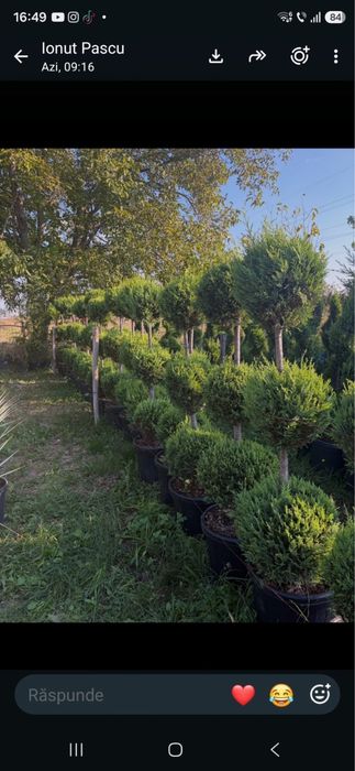 Leylandy chiparosi pentru garduri vii venim întanpinarea clietilor cu o gama larga de plante si copaci decorativi