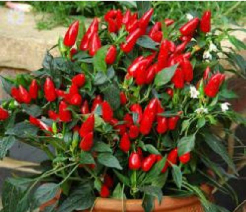 Кайенский перец самый острый