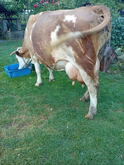 Vând vaca fătată recent