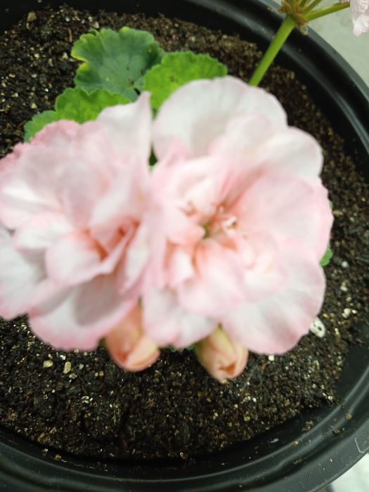 Продам отростки пеларгония ( герань)