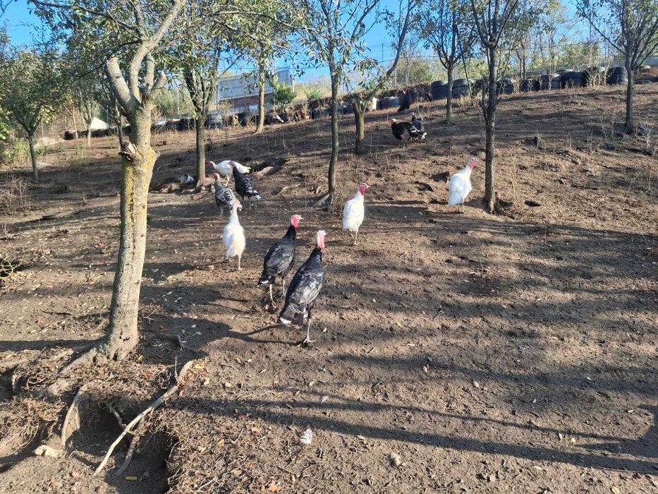 Vând rațe leșești crescute la țară în curte!