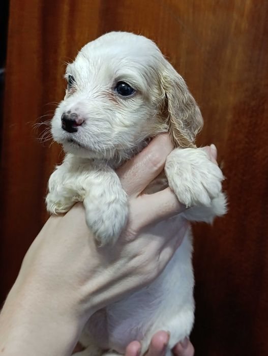 Продаются щенки спаниеля