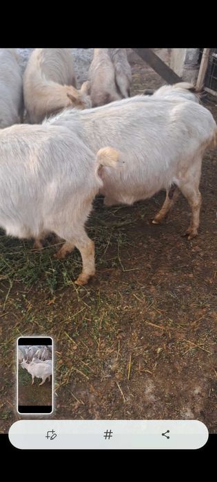 Capre gestante vand sau schimb