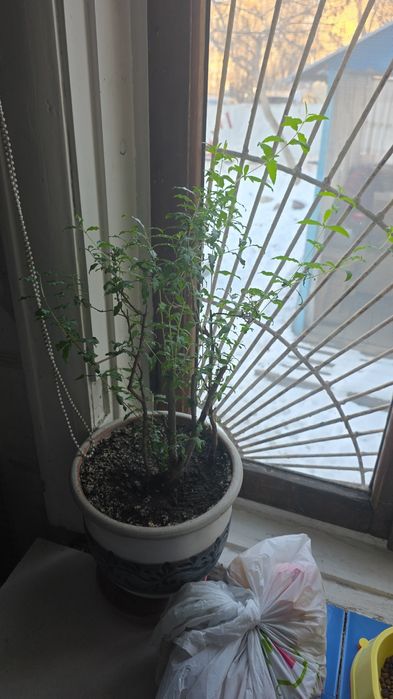 Продам цветы. Самовывоз