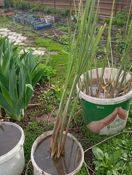 Растения для пруда