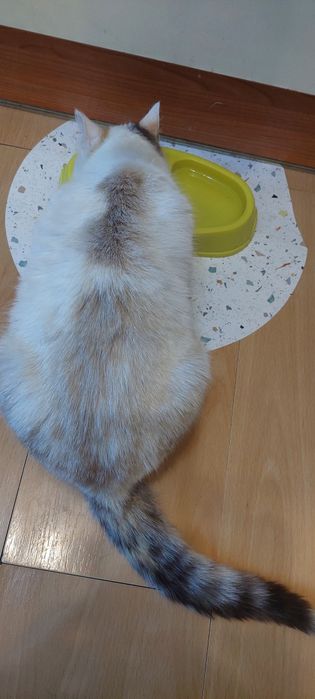 Отдам Срочно Кошечку в Добрые Руки!