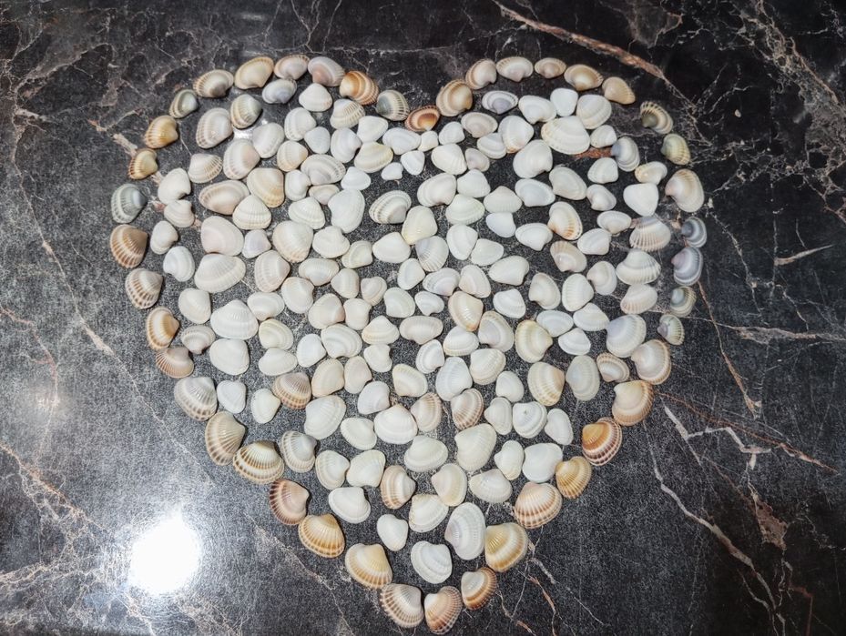 Ракушки для декора