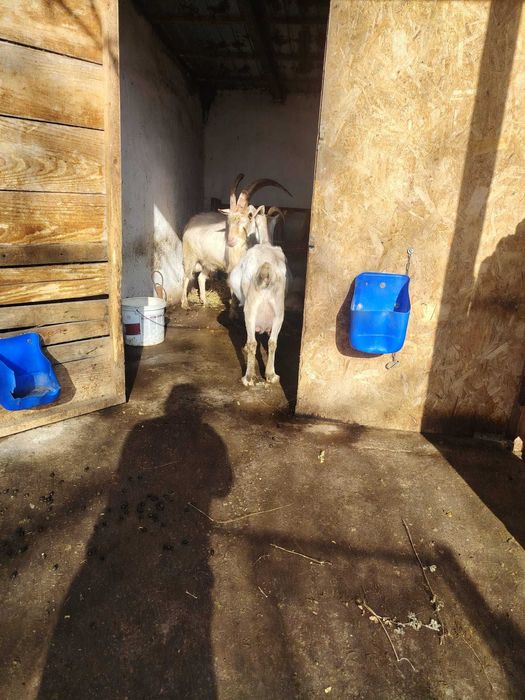 Vand capre de lapte rasa sanem