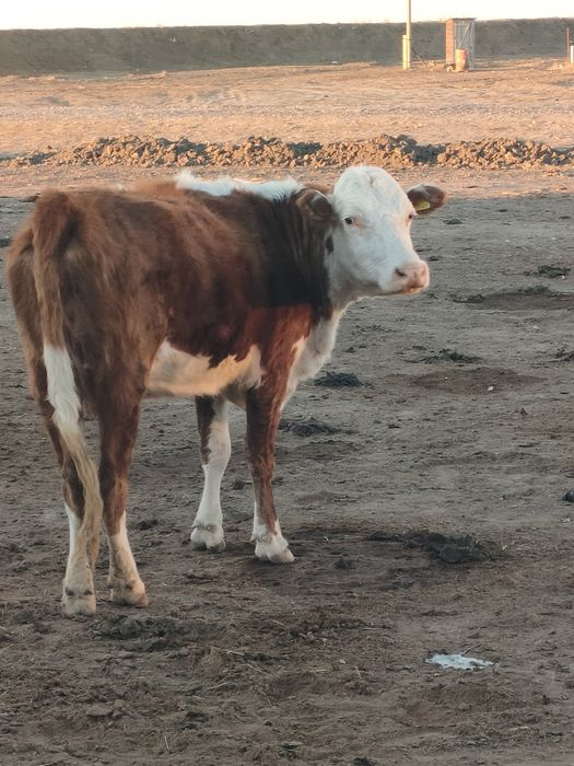 Подам коров с телятамы