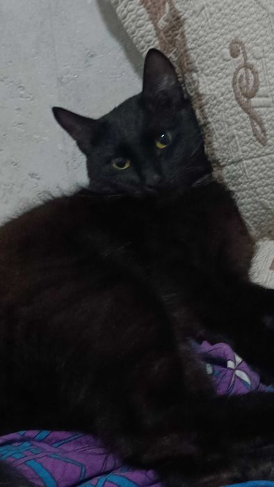 Котик в добрые руки